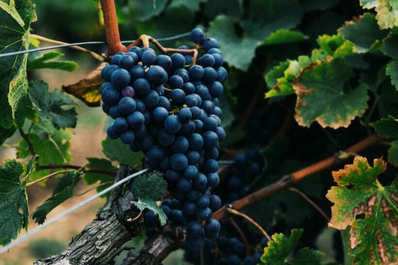 Pinot Grigio: Bourgogne wijnstreek